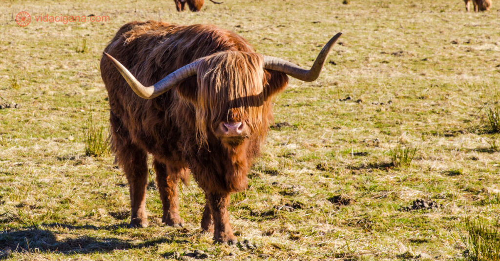 Uma vaca escocesa com franja