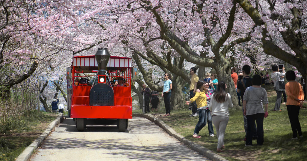 Visitantes apreciam a florada das cerejeiras e passeio de trenzinho no High Park, em Toronto, Canadá. 