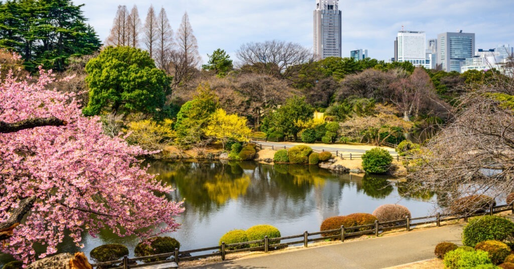 Árvores ao redor de um lago no Shinjuku Gyoen durante a primavera, há uma cerejeira florida. 