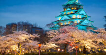 O Castelo de Osaka visto de longe, ao lado de edifícios modernos e grandes cerejeiras floradas.