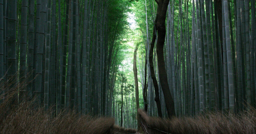 Inúmeros bambus alinhados na floresta de Arashiyama, Kyoto. 