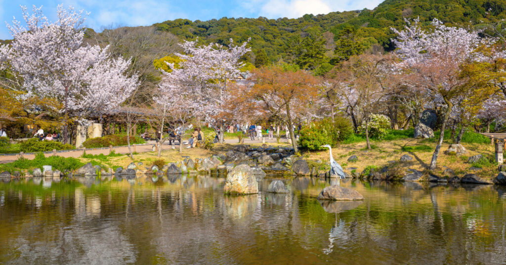 Cerejeiras floridas ao redor de um lago no Maruyama Park, um espaço público ao lado do Santuário Yasaka.